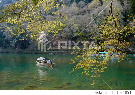 春の風情ある大堰川沿い 133164851
