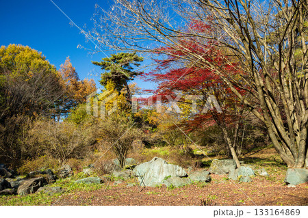 秋の赤城自然園 遊歩道沿いの紅葉 秋の赤城自然園 遊歩道沿いの紅葉 133164869