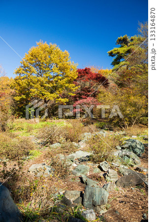 秋の赤城自然園　遊歩道沿いの紅葉 133164870