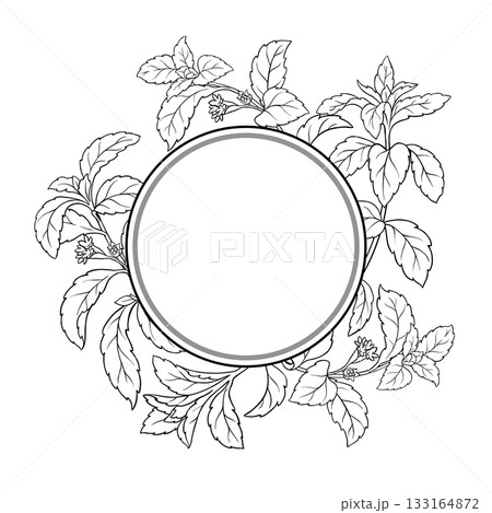 Stevia Branch Outline Round Frame. Stevia Branch Outline Round Frame. 133164872