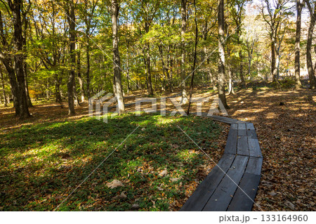 秋の赤城自然園 カタクリの林 秋の赤城自然園 カタクリの林 133164960