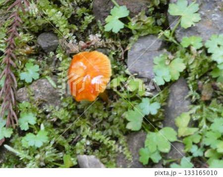 苔の上にキノコ 133165010