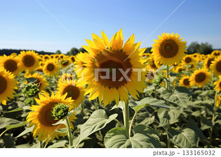 A field of sunflowers with a clear blue sky in the background, neural network generated image 133165032