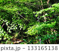 緑の紅葉の葉が生い茂る日本の自然風景 133165138