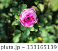 一輪のピンクの薔薇をクローズアップした春の風景 133165139