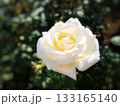緑の葉と一輪の白いバラをクローズアップした自然風景 133165140