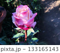 木洩れ日を浴びる一輪のピンクの薔薇の風景 133165143