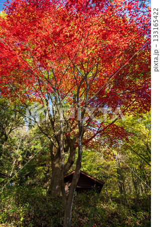 秋の赤城自然園 遊歩道沿いの紅葉 秋の赤城自然園 遊歩道沿いの紅葉 133165422