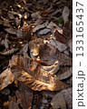 光に照らされた枯れ朴葉 133165437