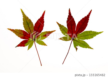 赤く染まる途上のモミジの葉の透過光撮影 133165482