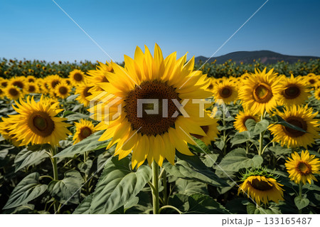 A field of sunflowers with a clear blue sky in the background, neural network generated image 133165487
