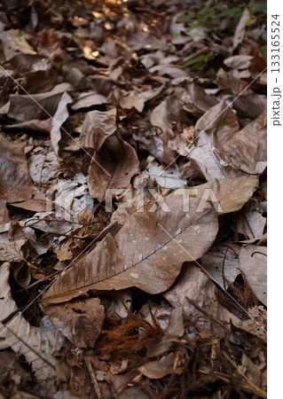 秋の森に積もる大きな朴葉の絨毯と奥行き 133165524