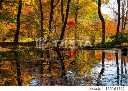 秋の赤城自然園 ミズスマシの池に映るカエデの紅葉 秋の赤城自然園 ミズスマシの池に映るカエデの紅葉 133165562