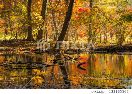 秋の赤城自然園 ミズスマシの池に映るカエデの紅葉 秋の赤城自然園 ミズスマシの池に映るカエデの紅葉 133165565