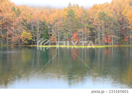 雨の御射鹿池 133165601