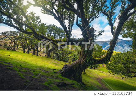 Big old laurel trees in the Fanal forest, Madeira Island Big old laurel trees in the Fanal forest, Madeira Island 133165734