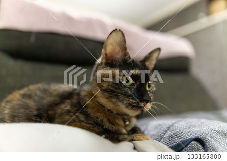 サビ猫 サビ猫 133165800