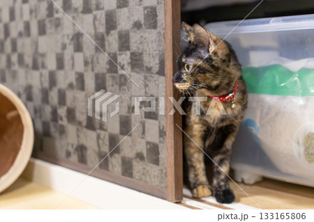 サビ猫 サビ猫 133165806