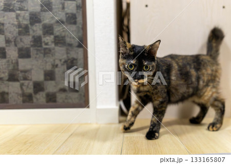 サビ猫 サビ猫 133165807