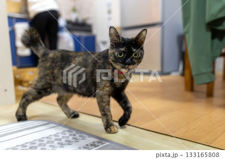 サビ猫 133165808