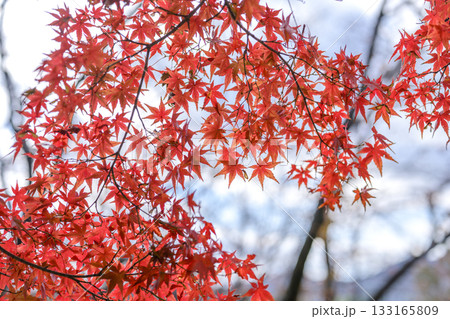 紅葉 真っ赤 秋 11月 植物 イメージ 紅葉 真っ赤 秋 11月 植物 イメージ 133165809