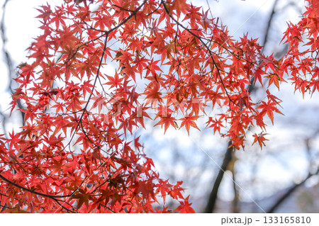 紅葉 真っ赤 秋 11月 植物 イメージ 紅葉 真っ赤 秋 11月 植物 イメージ 133165810