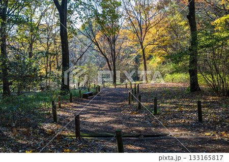 秋の赤城自然園 散策路の風景 秋の赤城自然園 散策路の風景 133165817