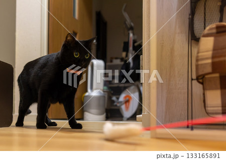 黒猫 133165891