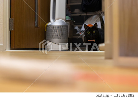 黒猫 133165892