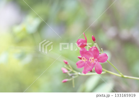 やさしく 133165919