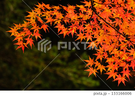 朝日が差し始めた頃の赤く色づいた紅葉(もみじ)　2025 133166006