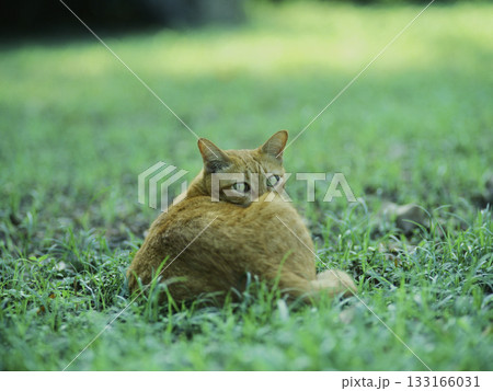 芝生で休みながら振り返る猫 芝生で休みながら振り返る猫 133166031