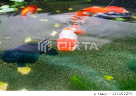 Goldfish in aquarium fish pond close up Goldfish in aquarium fish pond close up 133166270
