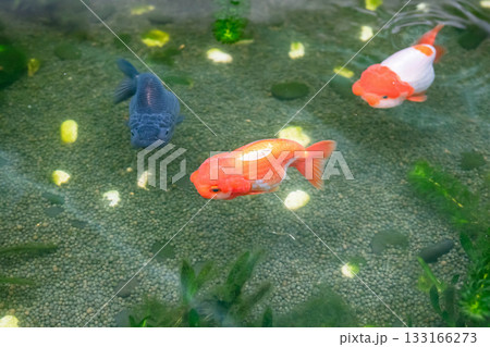 Goldfish in aquarium fish pond close up 133166273