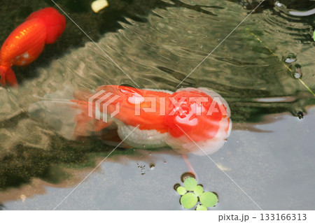 Goldfish swimming in aquarium fish pond close up Goldfish swimming in aquarium fish pond close up 133166313
