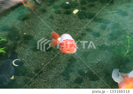 Goldfish swimming in aquarium fish pond close up Goldfish swimming in aquarium fish pond close up 133166318