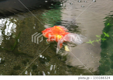 Goldfish swimming in aquarium fish pond close up 133166324