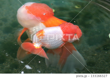 Goldfish swimming in aquarium fish pond close up 133166327