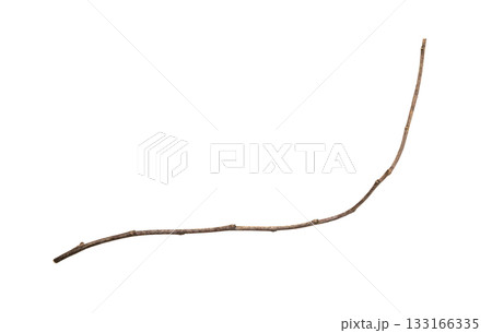 Dry tree branches isolated on white background 133166335