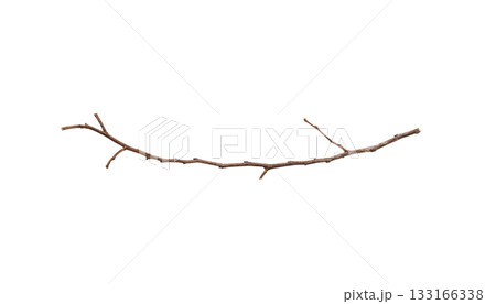 Dry tree branches isolated on white background Dry tree branches isolated on white background 133166338