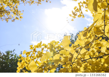 イチョウ 秋 黄葉 紅葉 11月 【神奈川県】 イチョウ 秋 黄葉 紅葉 11月 【神奈川県】 133166382