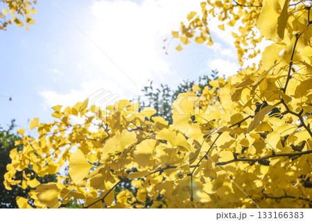 イチョウ 秋 黄葉 紅葉 11月 【神奈川県】 133166383