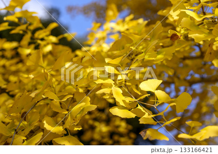 イチョウ 秋 黄葉 紅葉 11月 【神奈川県】 イチョウ 秋 黄葉 紅葉 11月 【神奈川県】 133166421