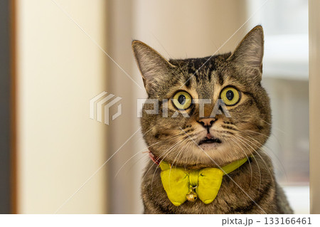 キジトラ猫 キジトラ猫 133166461