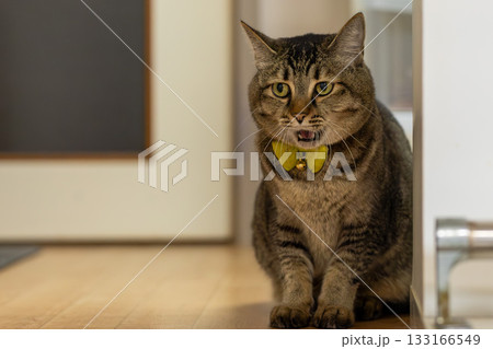 キジトラ猫 キジトラ猫 133166549