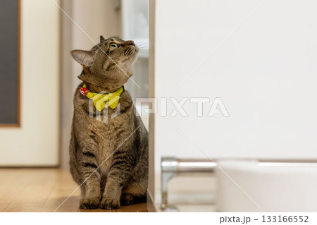 キジトラ猫 133166552
