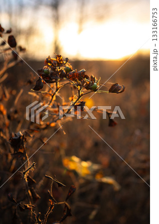 Dogrose shrub at sunset in fall season. Rosehips in rays of early morning sun in late autumn Dogrose shrub at sunset in fall season. Rosehips in rays of early morning sun in late autumn 133166753