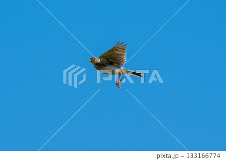 青空を飛ぶヒバリ（学名 Alauda arvensis） 133166774