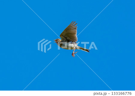 青空を飛ぶヒバリ(学名 Alauda arvensis) 青空を飛ぶヒバリ(学名 Alauda arvensis) 133166776