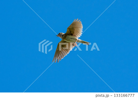 青空を飛ぶヒバリ（学名 Alauda arvensis） 133166777